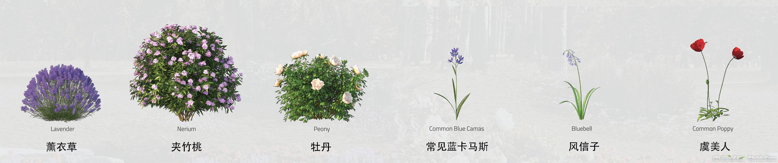 Flower_plant-02B.jpg